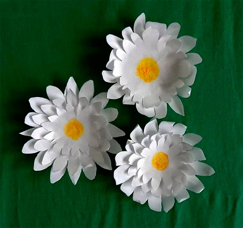 Білі ромашки - символ боротьби з туберкульозом