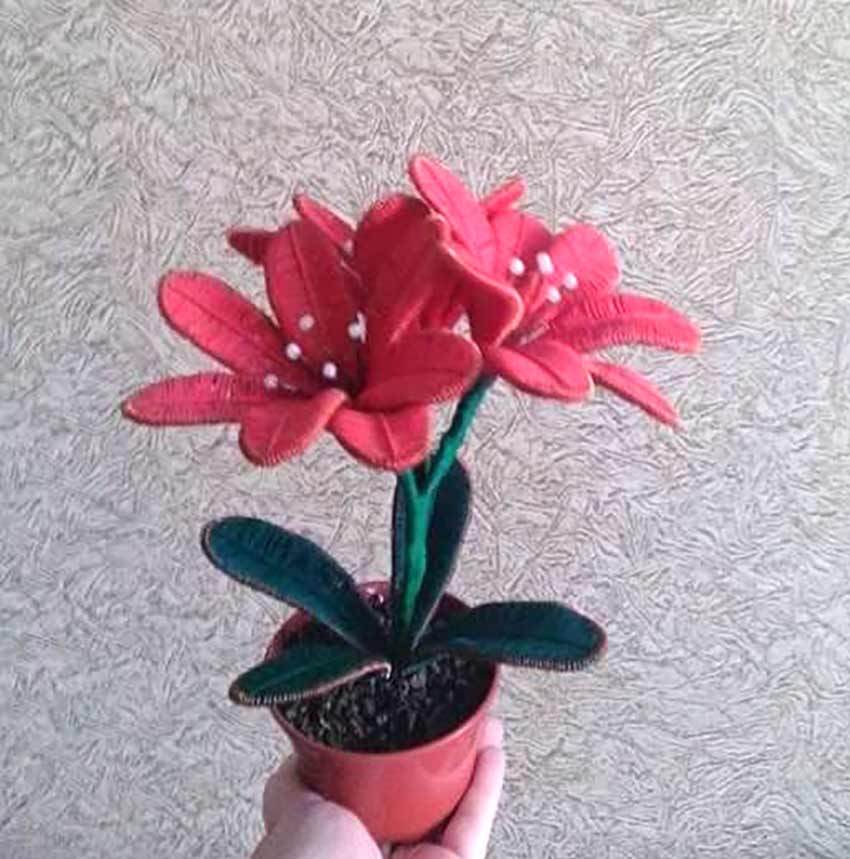 Квіти для підвіконня